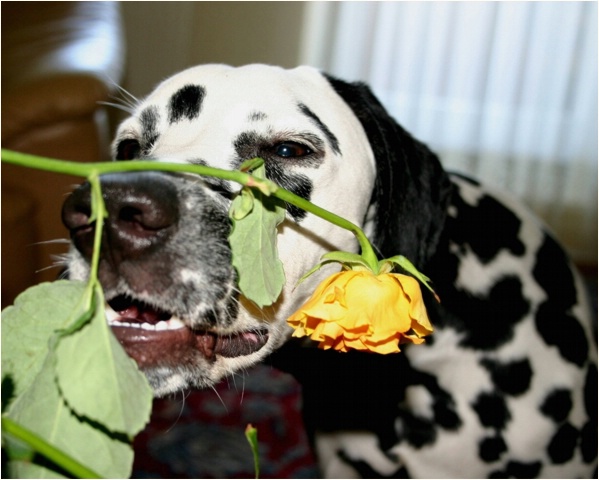 <b>besucht mich bald im n�chsten Album - aber noch bevor die Rosen welken!<b>